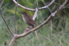 Cincloramphus timoriensis