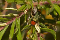 Chauliognathus tricolor