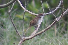 Cincloramphus timoriensis