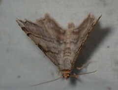 Macaria multilineata