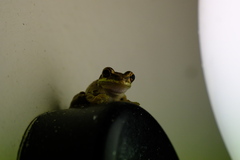 Osteopilus septentrionalis