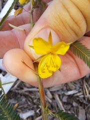 Chamaecrista