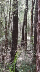 Alectura lathami lathami