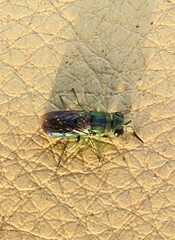 Trichrysis