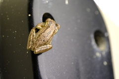 Osteopilus septentrionalis