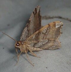 Macaria multilineata