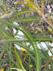 Chamaecrista