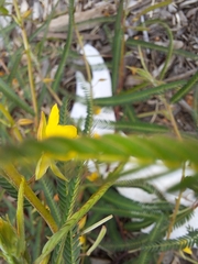Chamaecrista