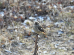 Phoenicurus auroreus