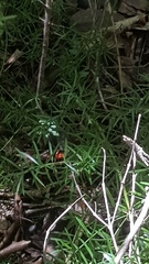 Lissopimpla