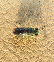Trichrysis