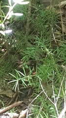 Lissopimpla