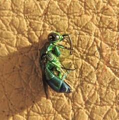 Trichrysis