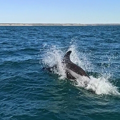 Sagmatias australis