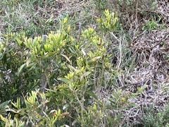 Morella californica