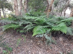 Calochlaena dubia