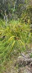 Cyperus ustulatus