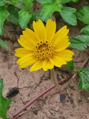 Sphagneticola trilobata