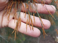 Allocasuarina torulosa
