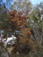 Allocasuarina torulosa