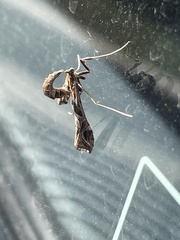 Lineodes