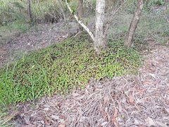 Callisia repens