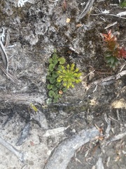 Diplaspis cordifolia