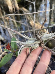 Tillandsia paucifolia