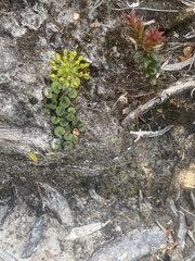 Diplaspis cordifolia