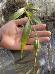 Epidendrum nocturnum