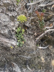 Diplaspis cordifolia