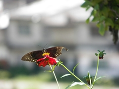 Papilio menatius morelius