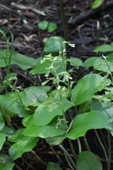 Neottia convallarioides