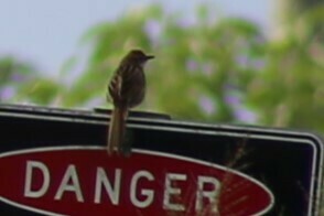 Tawny Grassbird (Cincloramphus timoriensis), photo 6