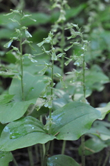 Neottia convallarioides