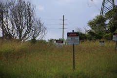 Cincloramphus timoriensis