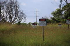 Cincloramphus timoriensis