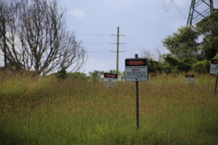 Cincloramphus timoriensis