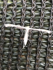 Pterophoroidea