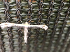 Pterophoroidea