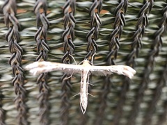 Pterophoroidea