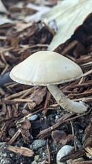 Candolleomyces candolleanus