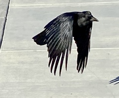 Corvus brachyrhynchos