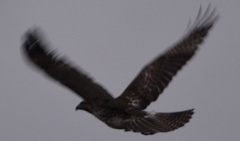 Buteo jamaicensis
