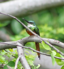 Galbula ruficauda