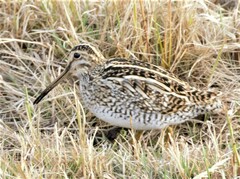 Gallinago magellanica