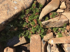 Anisotome procumbens