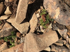 Anisotome procumbens