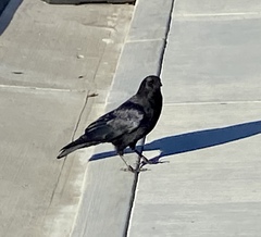 Corvus brachyrhynchos