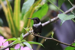 Philodice mitchellii